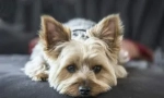 Yorkshire terrier și purici
